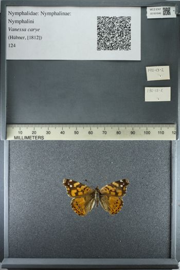 Media type: image;   Entomology 181646